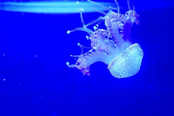 White jellyfish in dark blue water at Melbourne Aquarium